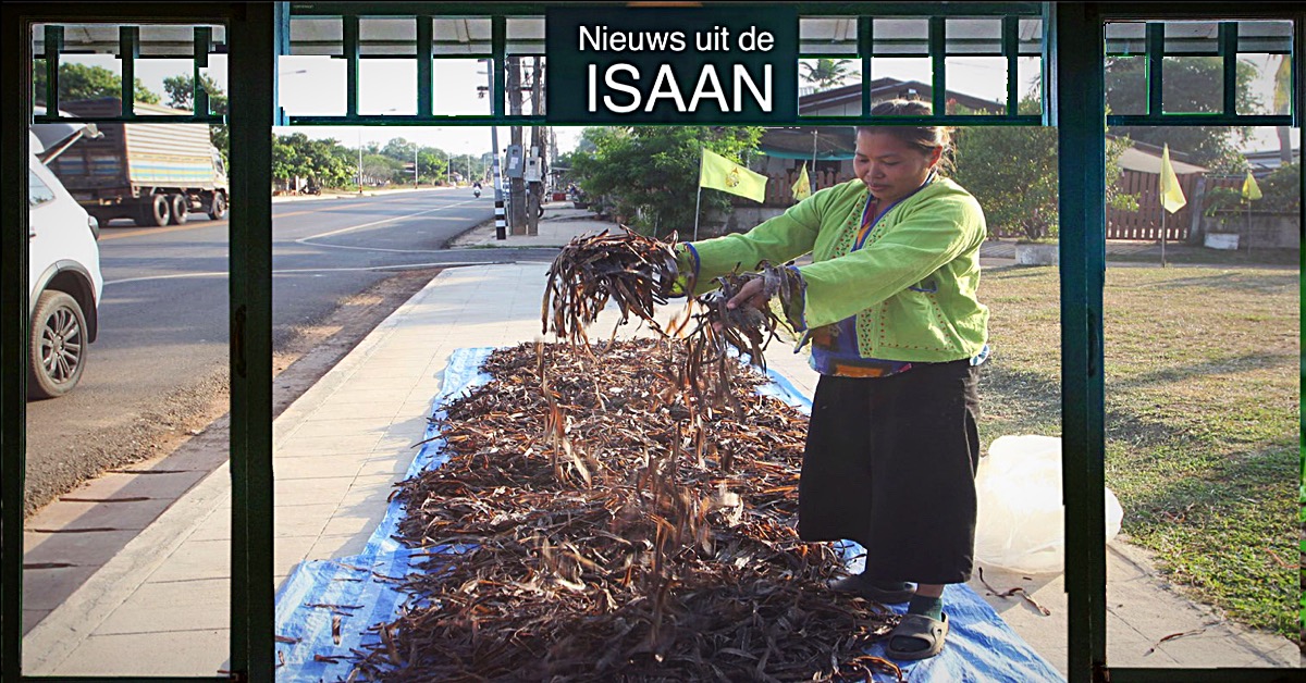 Een ontworming succes in Noordoost-Thailand, het hele dorp in de Isaan profiteert van hun regenworm imperium