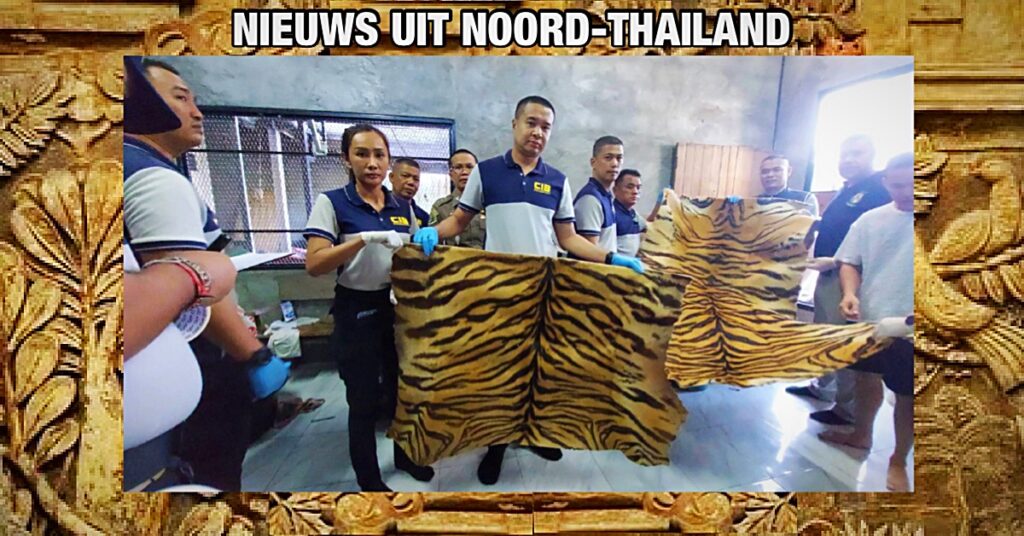 Thaise man in Noord-Thailand gearresteerd met tientallen tijgerhuiden in zijn bezit!