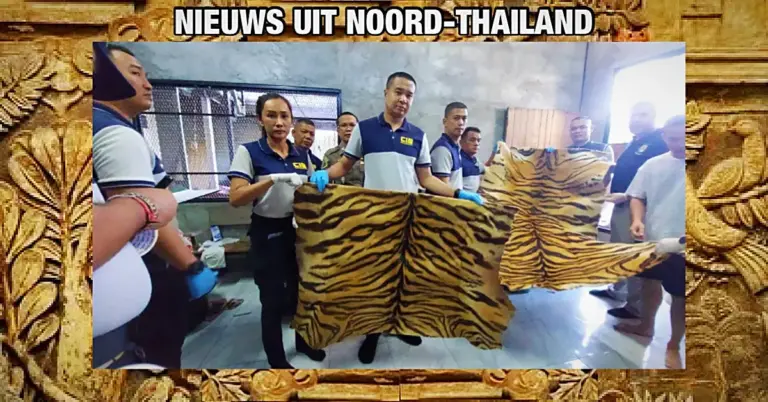Thaise man in Noord-Thailand gearresteerd met tientallen tijgerhuiden in zijn bezit!