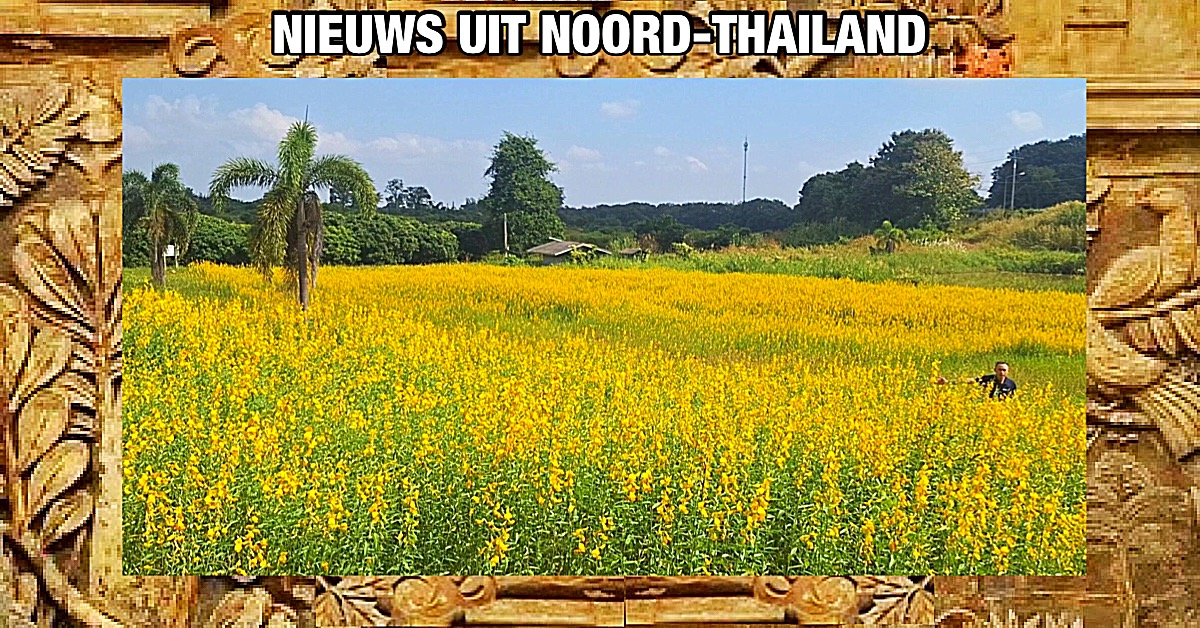 De prachtige velden vol met zonnen-hennep in de provincie Phayao in Noord-Thailand zijn een lust voor het oog.