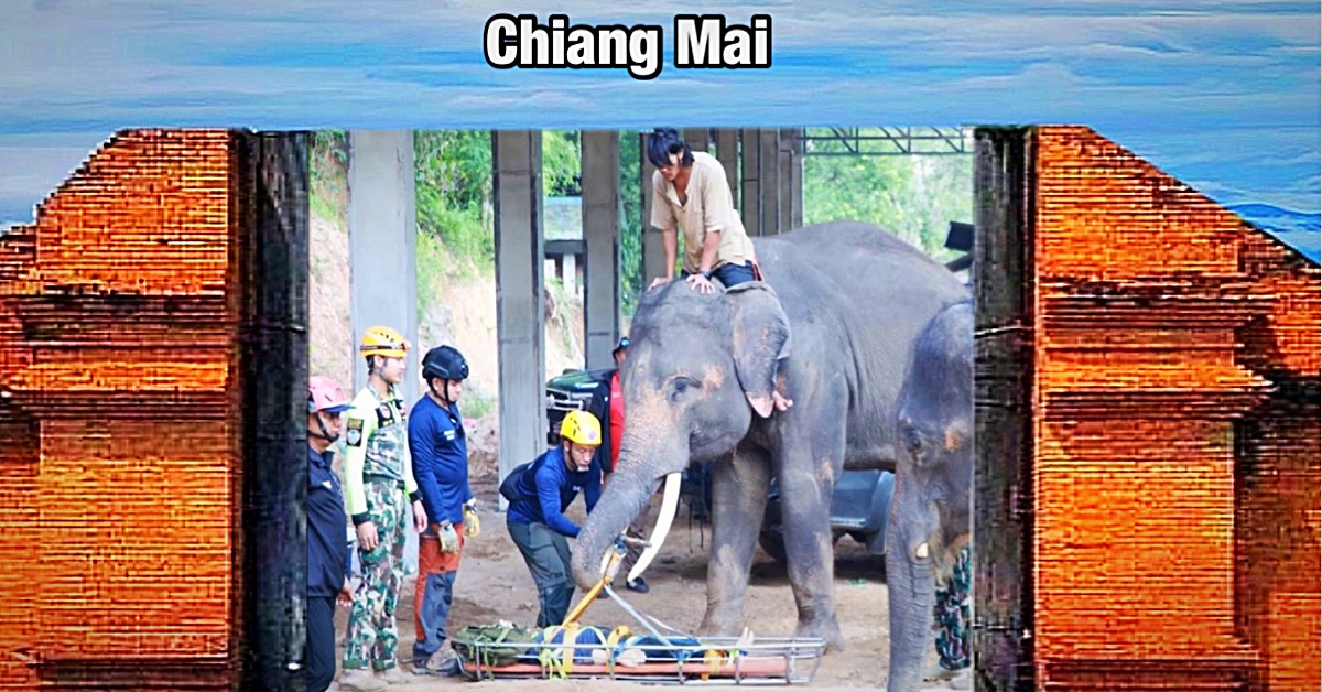 Thailand heeft de primeur met zijn baanbrekende bergreddingstraining voor olifanten