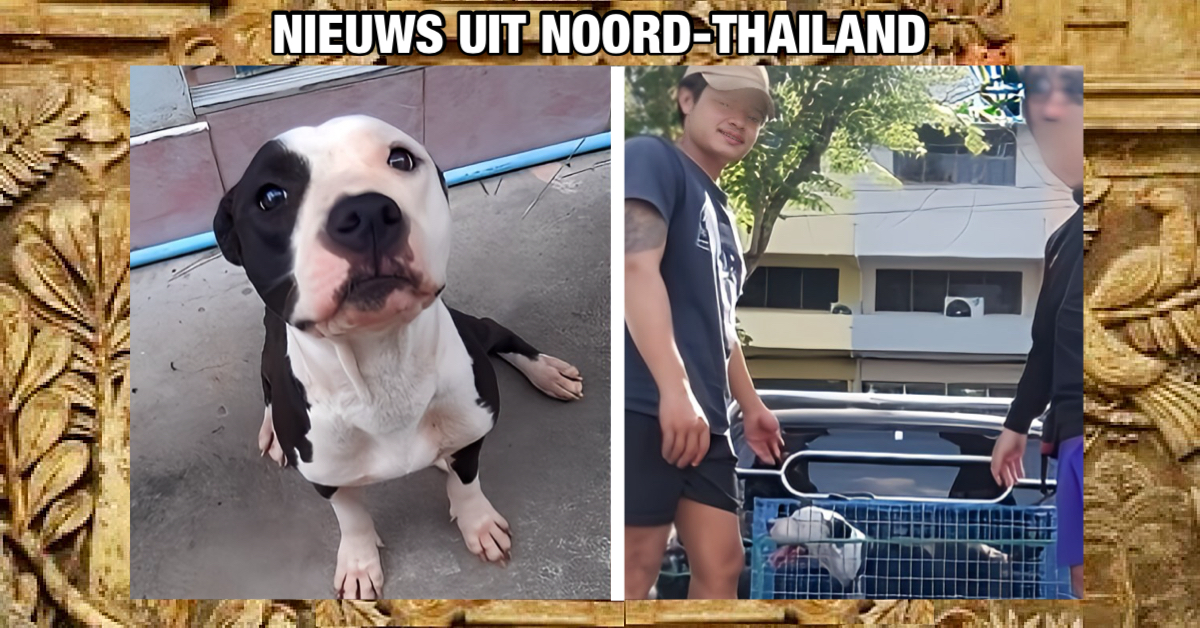 Het hart van een Thaise man in Noord-Thailand brak toen hij zijn vermiste hond ‘geslacht’ terugvond❗️