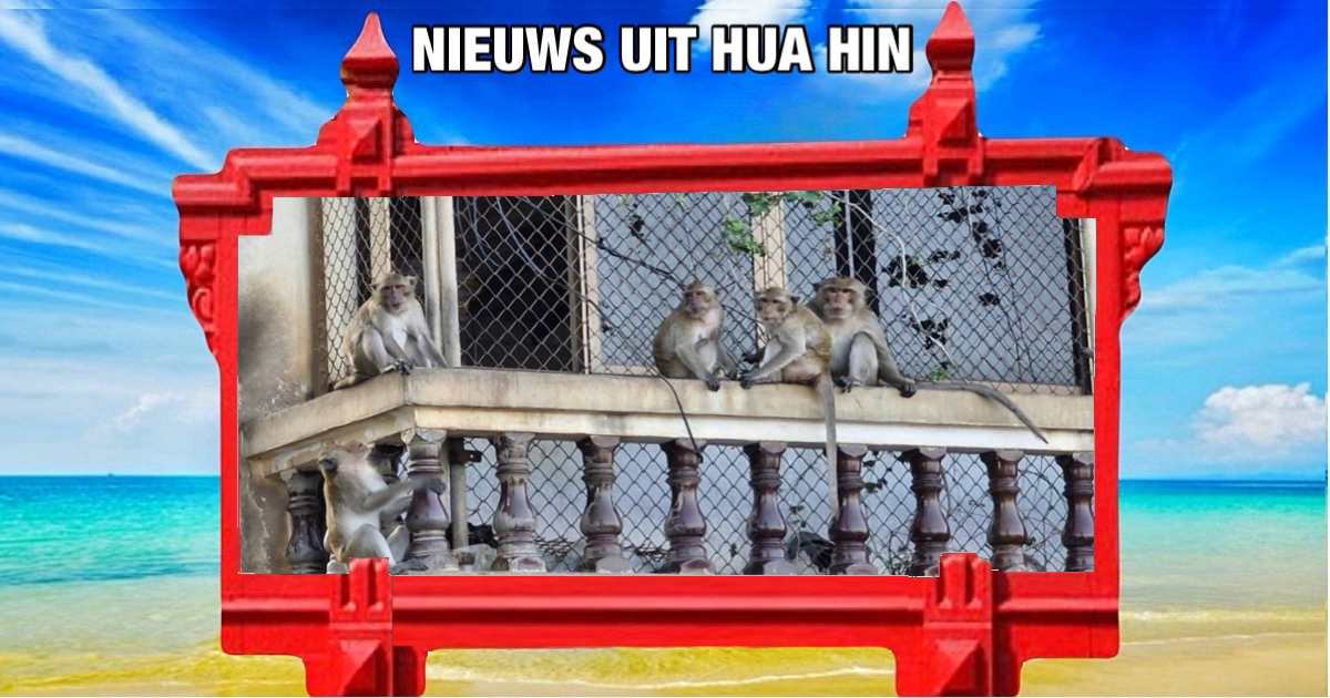 Het departement van Nationale parken heeft ruim 200 nakaken uit Hua Hin naar het fokcentrum voor wilde dieren in Huai Sai gebracht