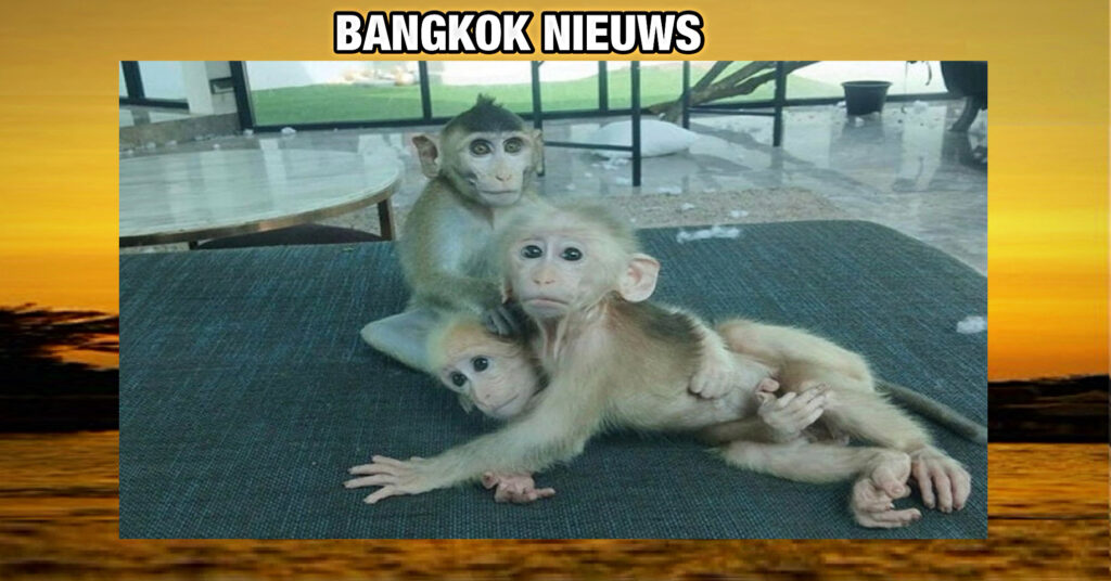 Fransman in Bangkok geconfronteerd met juridische stappen wegens onrechtmatig bezit van makaken
