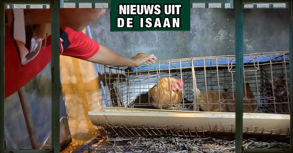 Mysterieuze kippensterfte houdt de gemoederen in Noordoost-Thailand in stand, is deze sterfte bovennatuurlijk of zijn er roofdieren bij betrekken