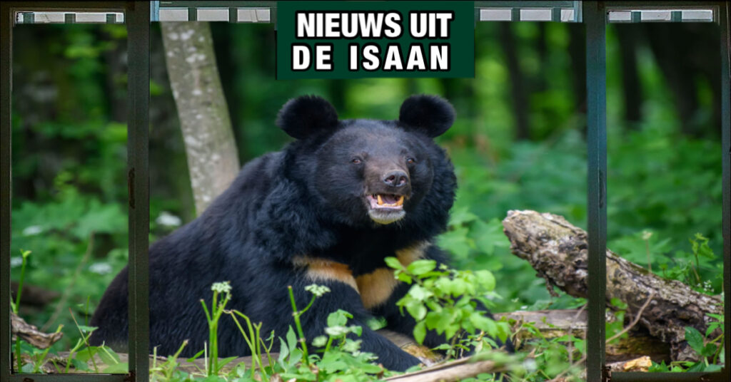 75-jarige Thaise man overleeft een aanval van een Aziatische zwarte beer in het Khao Yai Park in Noordoost-Thailand 