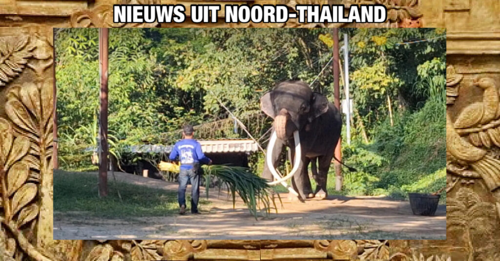 Dierenartsen in Noord-Thailand overwegen om de slagtanden van Plai Sak Surin af te zagen, om hem een beter leven te geven