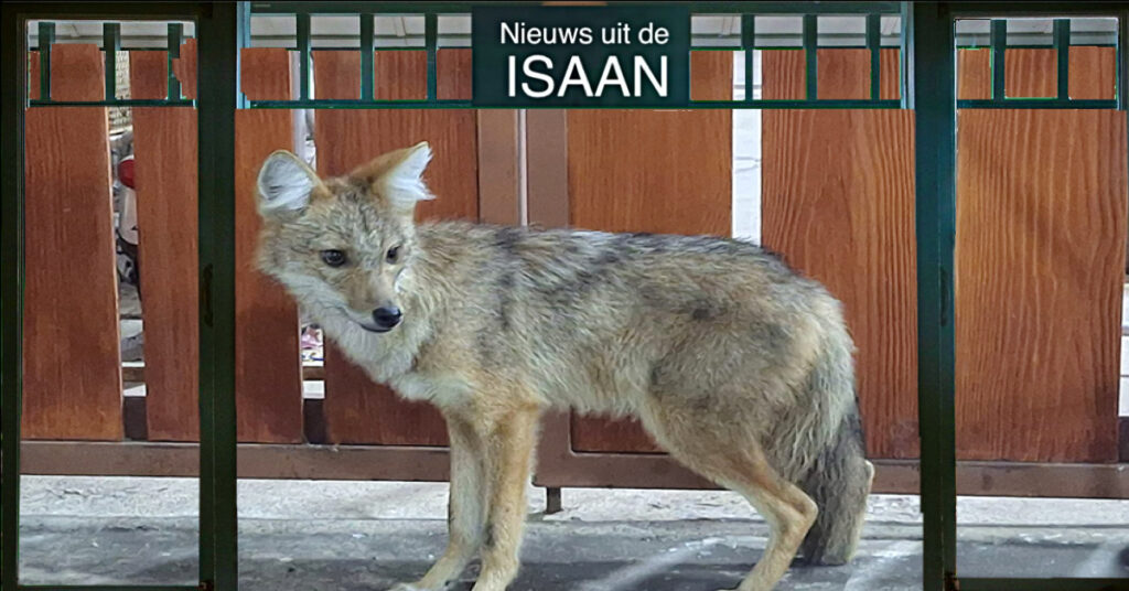 🎥 | Zeldzame Siamese jackals in Noordoost-Thailand aangetroffen 
