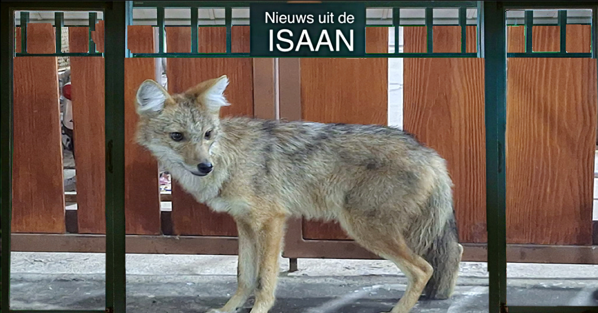 🎥 | Zeldzame Siamese jackals in Noordoost-Thailand aangetroffen 