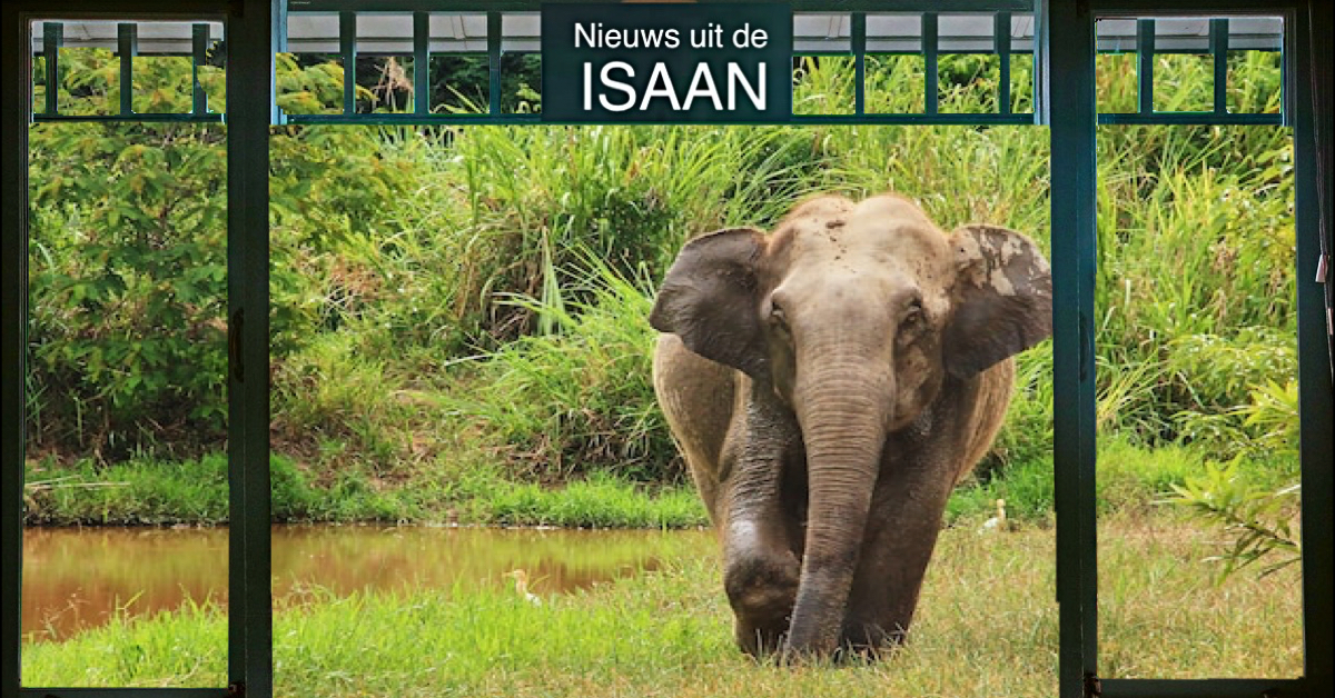 Rubber tapper overleeft een tweede aanval van een wilde olifant bij het natuurreservaat ‘Phu Wua’ in Noordoost-Thailand