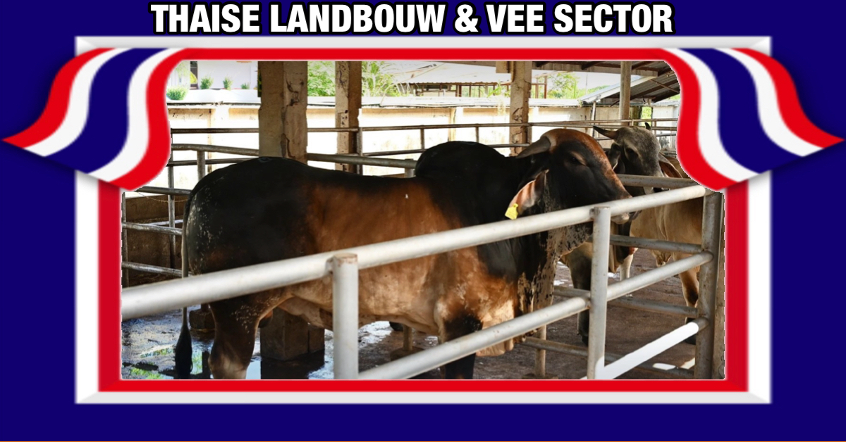 Thailand start een campagne om veehouders te waarschuwen over het gebruik van medicamenten om het vlees van hun dieren roder te maken