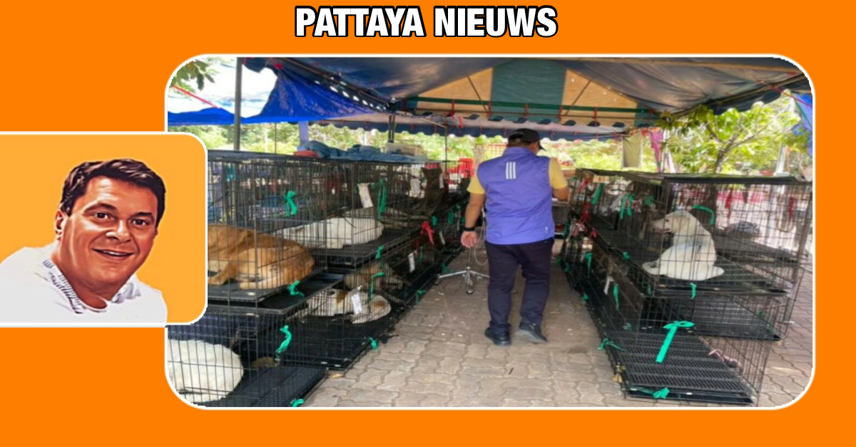 De gemeente Pattaya en de stichting Soi Dog bieden op Koh Larn de sterilisatie voor zwerfdieren aan