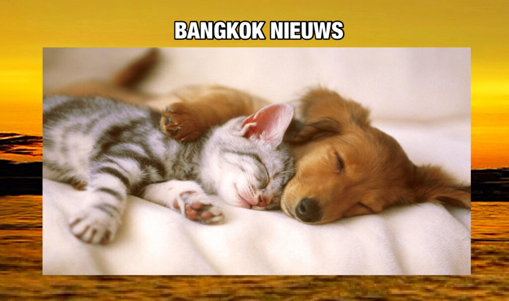 De hoofdstad van Thailand heeft spannende nieuwe regels voor huisdieren geïntroduceerd, en bewoners krijgen een jaar de tijd om zich aan te passen! 
