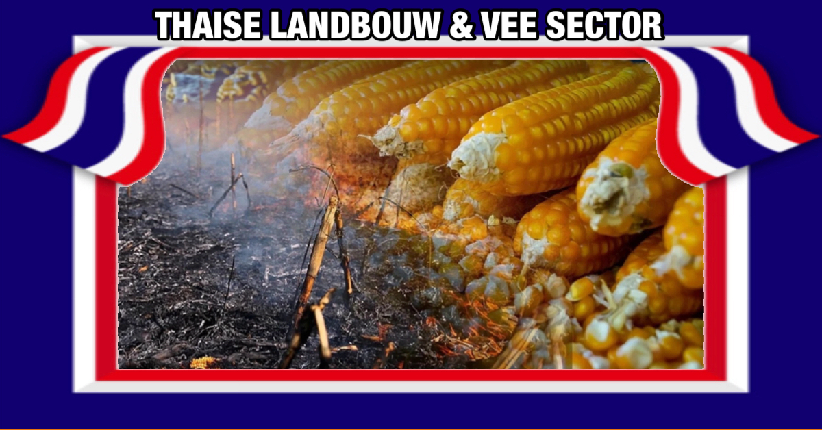 De particuliere sector in Thailand komt met voorstel met het boycotten van maisvelden die na de oogst verbrand worden