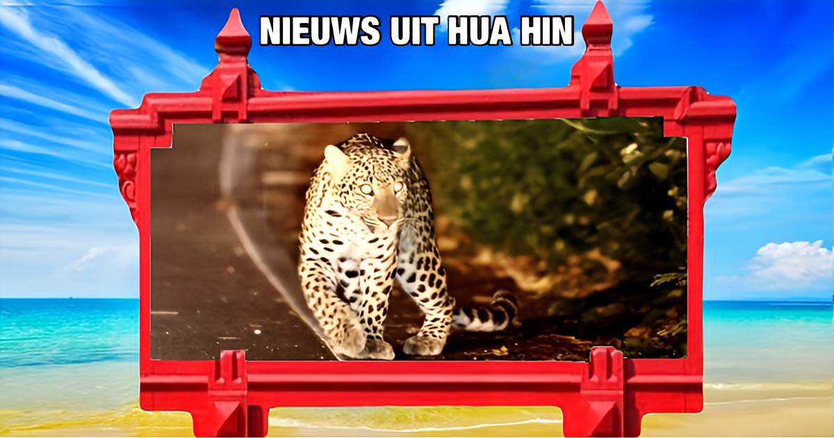 Zeldzame verschijning van een luipaard zorgt voor opwinding onder toeristen in Centraal-Thailand 