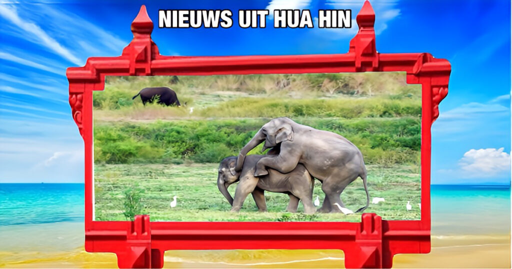 Het Kui Buri Nationaal Park in Centraal-Thailand is het park waar wilde olifanten momenteel druk bezig zijn met het spelen van “Haasje Over”