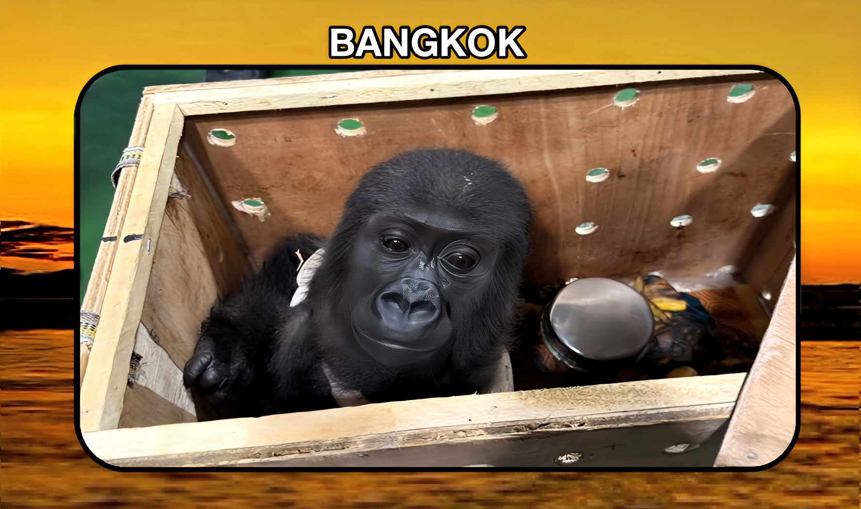 UPDATE | Illegale handel in bedreigde dieren op de Chatuchak-markt in Bangkok ontmaskerd