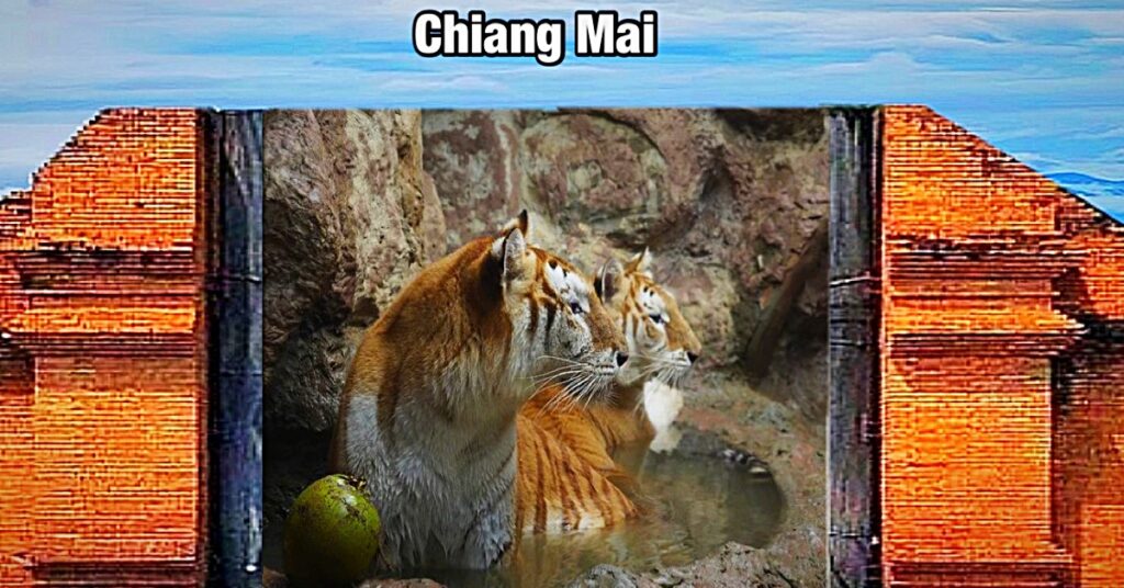 De “gouden” tijgers van het Safari park Chiang Mai veroveren, in navolging van het baby nijlpaardje Moo Deng, het internet in Thailand.