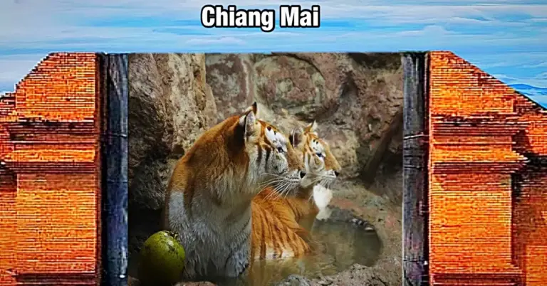 De “gouden” tijgers van het Safari park Chiang Mai veroveren, in navolging van het baby nijlpaardje Moo Deng, het internet in Thailand.
