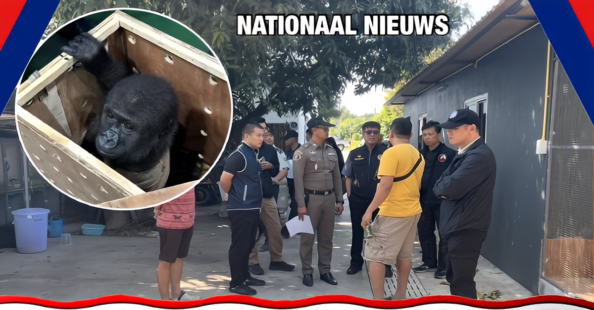 BREAKING | Dierenhandelaar in Thailand betrokken bij de invoer van baby gorilla’s die in Istanbul zijn ontdekt.