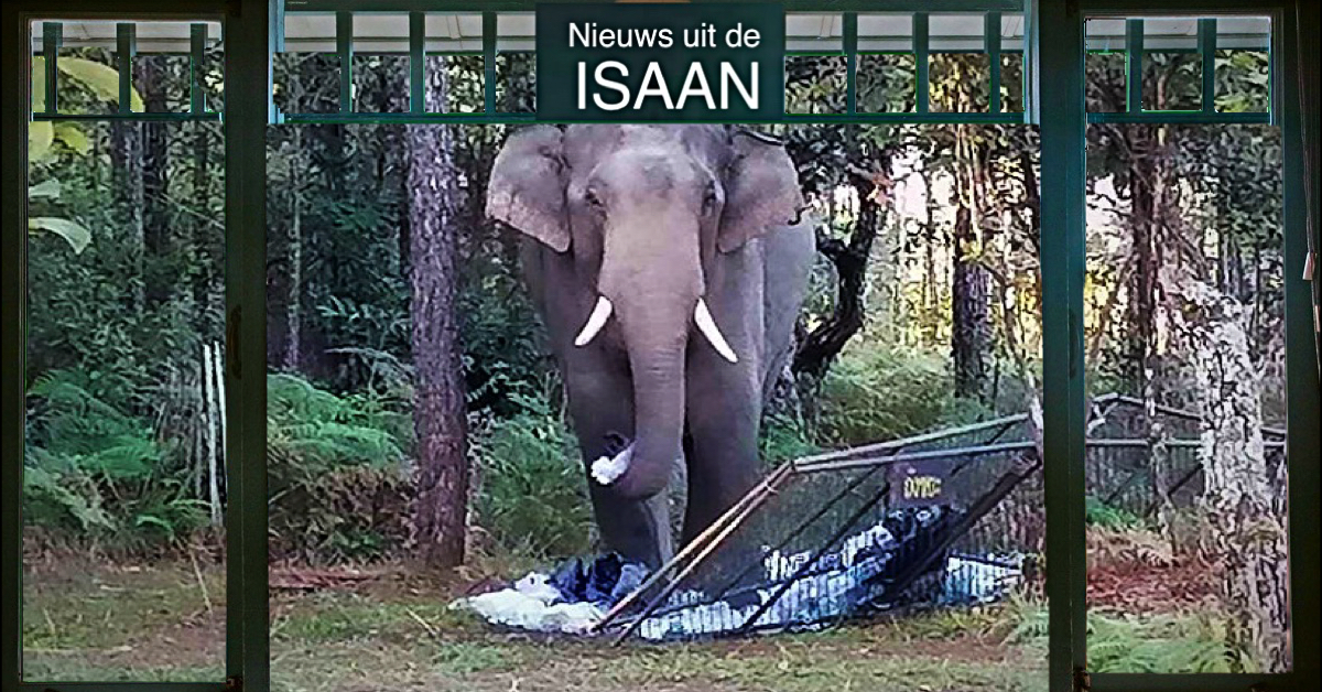 UPDATE | Toegang tot de Phu Kradueng-berg in Noordoost-Thailand tijdelijk gesloten na dodelijke olifantenaanval