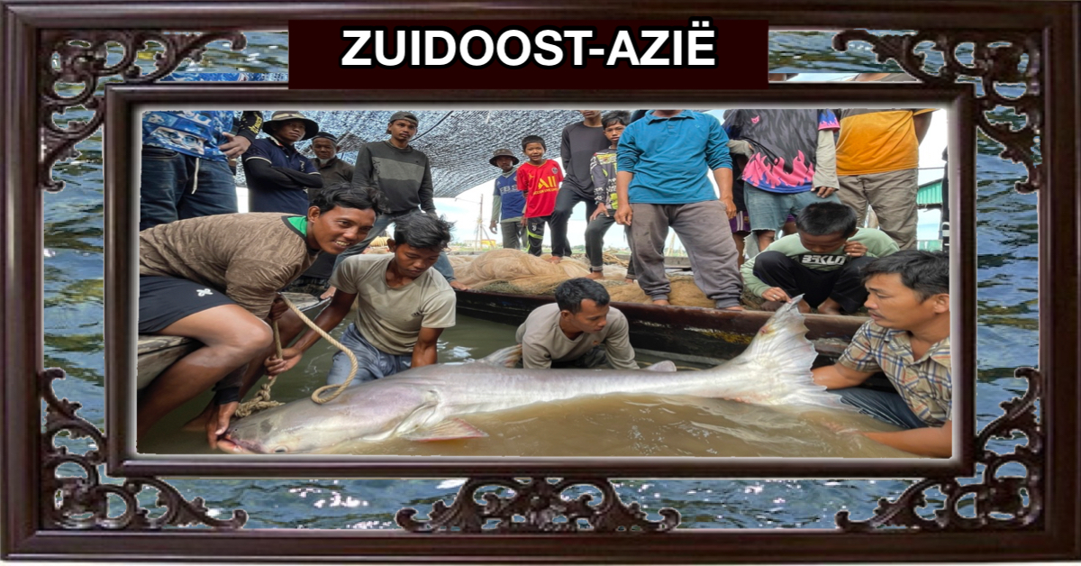 Vorige week zijn er op één dag in Vietnam vier zeldzame Mekong-meervallen gevangen, en dat is géén visserslatijn!