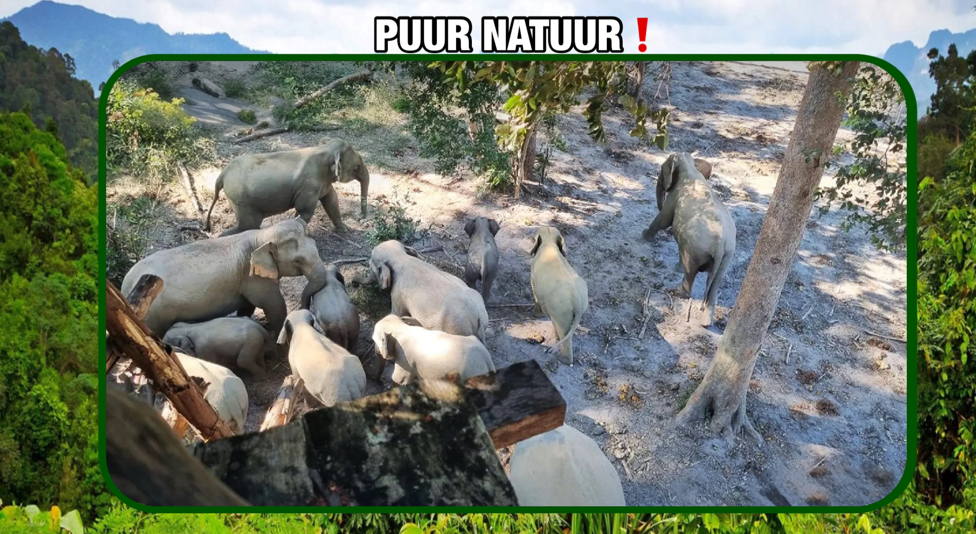 Wilde olifanten hebben in Thailand in de afgelopen 12 jaar 227 dodelijke slachtoffers gemaakt