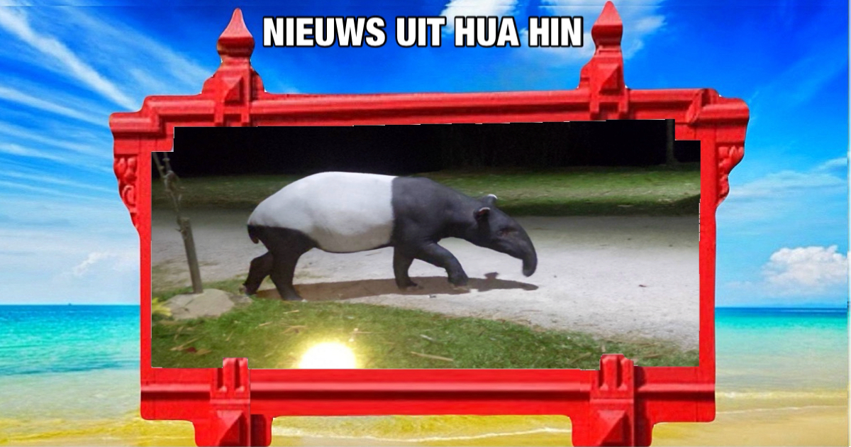 CENTRAAL THAILAND | In het grasland van Panoen Thung, in de buurt van het Kaeng Krachan National Park, is een zeldzame tapir gespot.