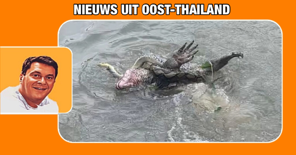 Een gevecht tussen een monitorhagedis en een grote python, drijvend langs een restaurant, verhoogt de loterijkoorts in Thailand.