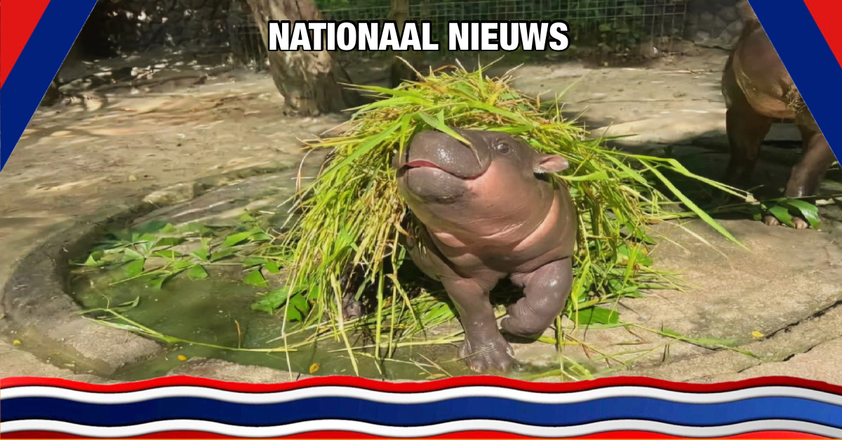 De New York Times erkent “Moo Deng”, het nijlpaard uit Oost-Thailand, als wereldwijd mode-icoon