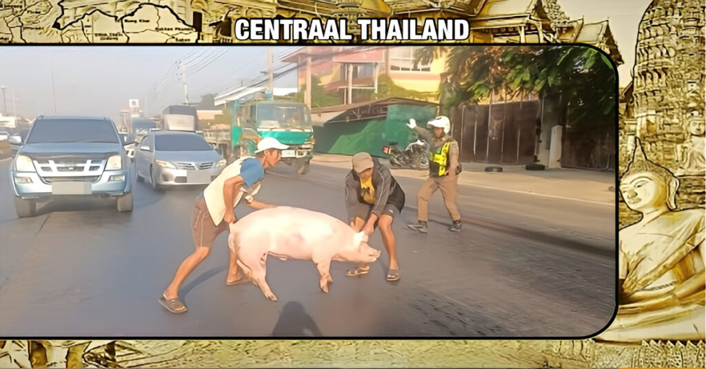 Snelwegpolitie in Centraal-Thailand zit met een varken in de “maag”, wie o wie, is zijn knorrepot kwijt?