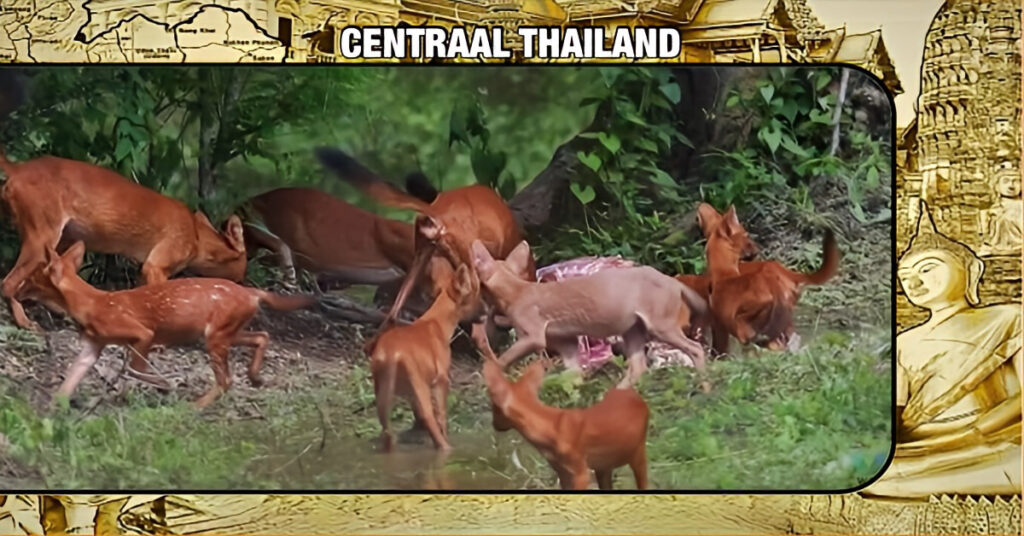 In het Kaeng Krachan National Park in Centraal-Thailand zijn zeldzame roze dholes vastgelegd met een wildcamera
