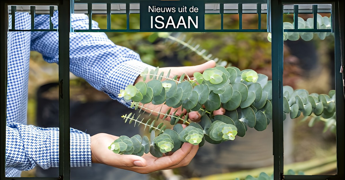 Eucalyptusfraude verrast echtpaar in Noordoost-Thailand: hun hele plantage werd buiten hun weten gerooid.