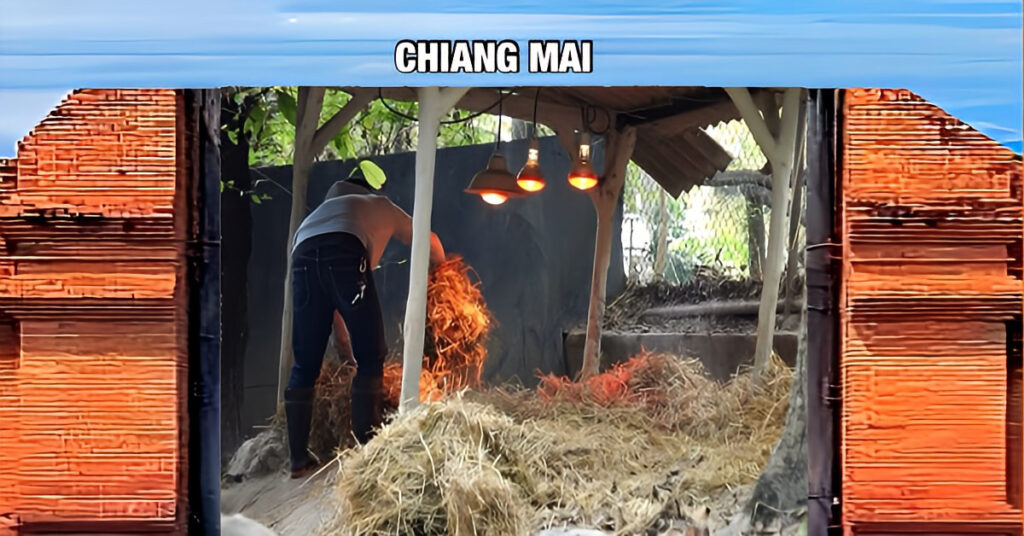 Het is zo verrekte koud in Thailand, dat de dierentuin van Chiang Mai er alles aan doet om de dieren warm te houden