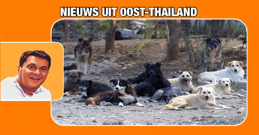 Meer dan 700 zwerfhonden op een vuilnisbelt in Oost-Thailand dreigen het “loodje te leggen” van de honger