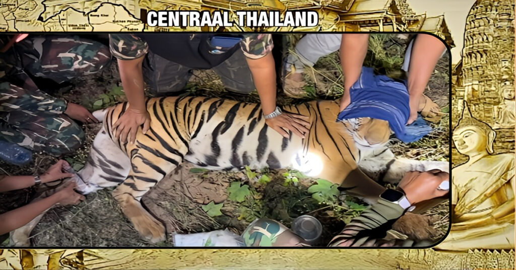🎥 | Gewonde tijgerin net op tijd door toegewijde dierenartsen in Thailand gered!