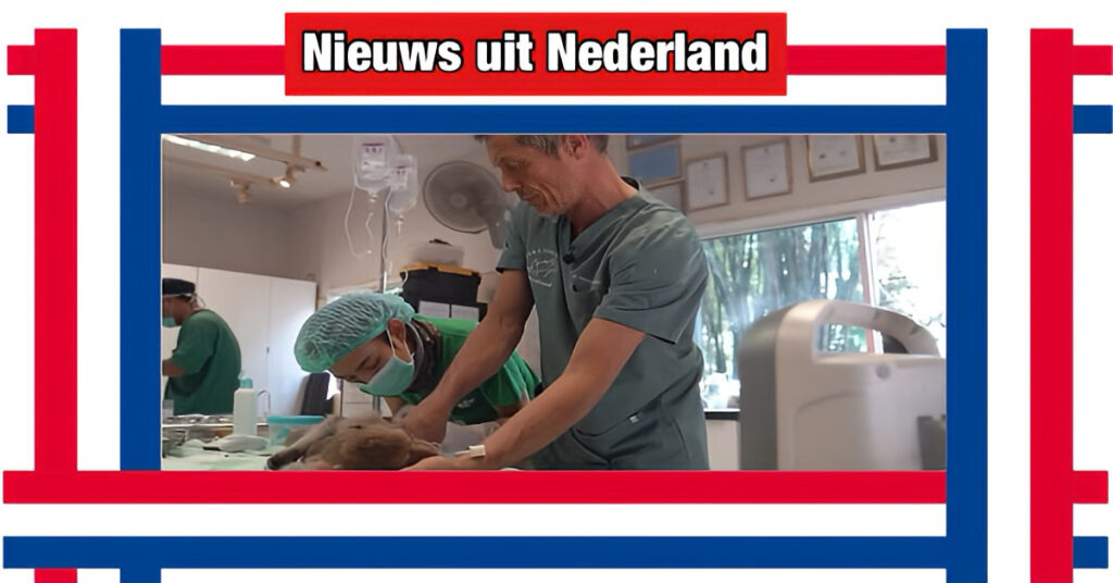 Nederlandse dierenarts reist naar Thailand om de uitdagingen van de makaakapen in Lopburi aan te pakken