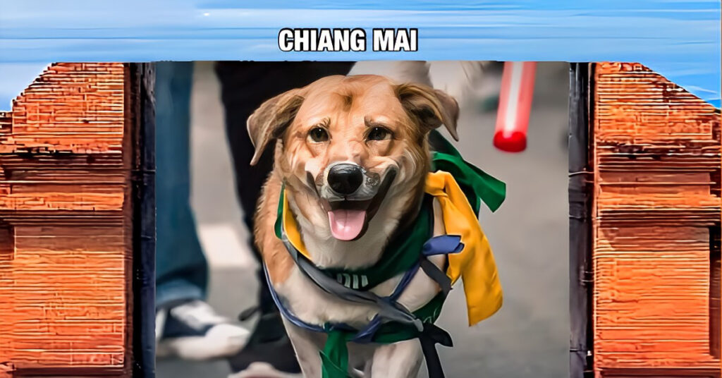 Een Thaise politieagent is veroordeeld tot 16 maanden gevangenisstraf vanwege de brute dood van Tia, een geliefde hond van de universiteit Chiang Mai