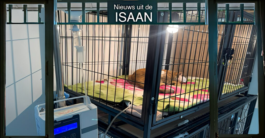 Anonieme Nederlander biedt financiële hulp aan bij de verzorging van een geharpoeneerde kat in Thailand