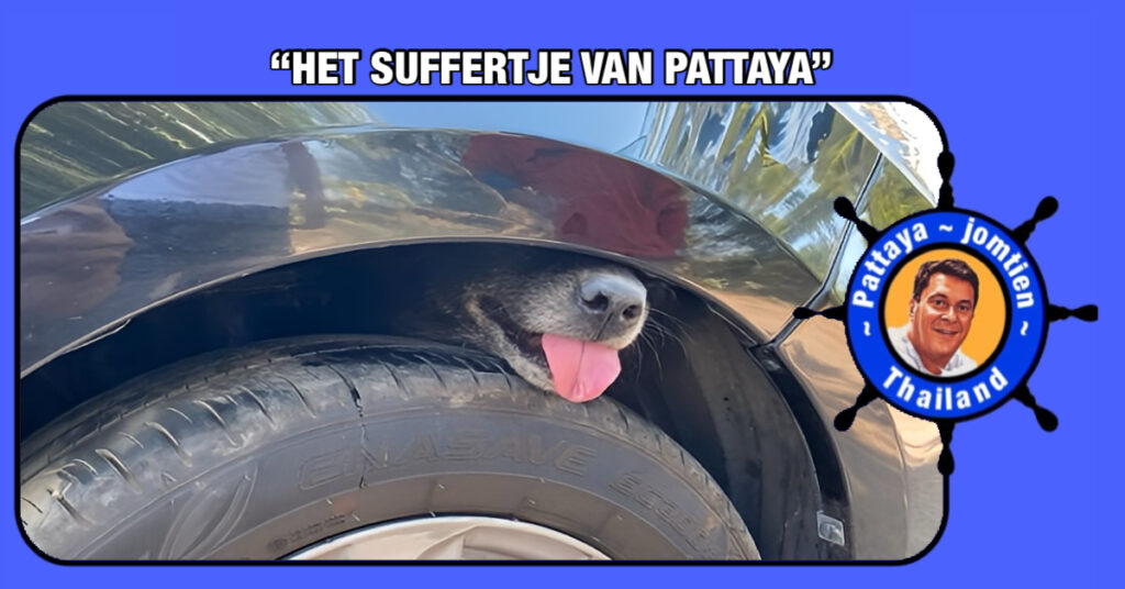 In Pattaya geen wielklem maar een hondenklem, gelukkig loopt het voor deze trouwe viervoeter goed af