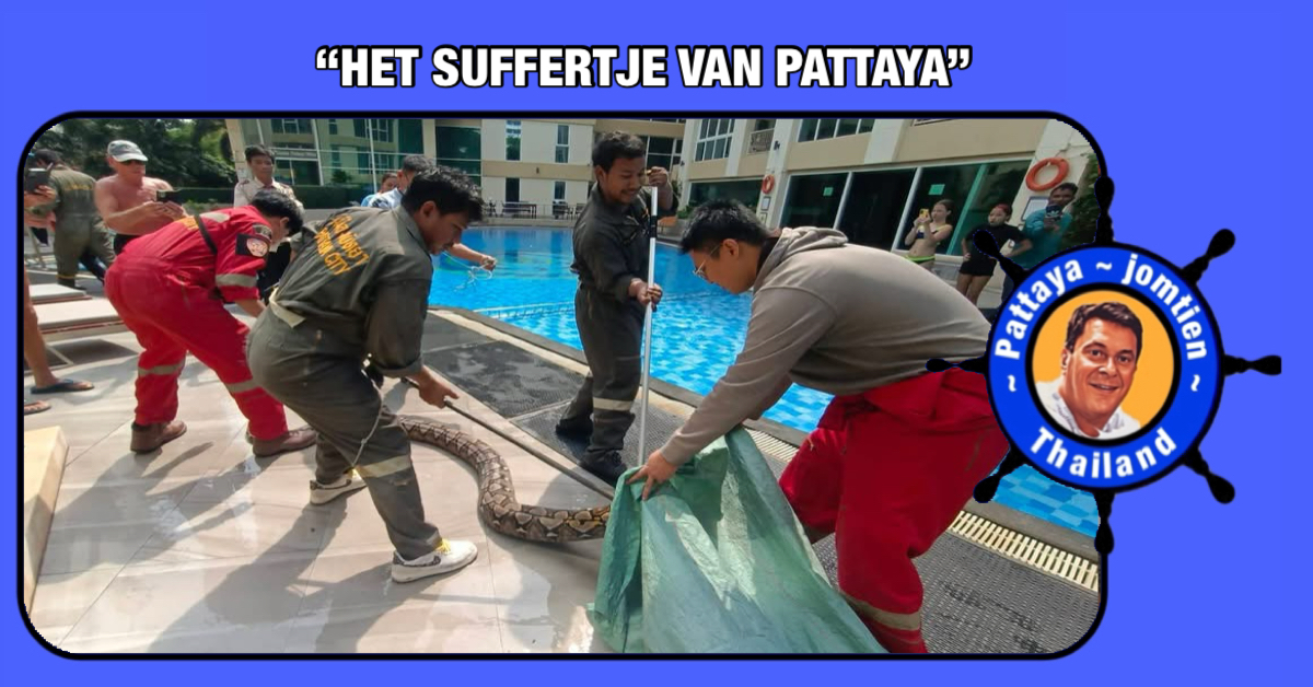 Een enorme python van meer dan 6 meter kroop een zwembadkamer van een condominium in Pattaya binnen