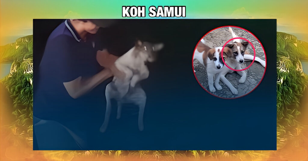 Maymarnese man in Zuid-Thailand gooit hond in de zee in plaats van de wegwerpstok, dat zal hem flink bezuren 