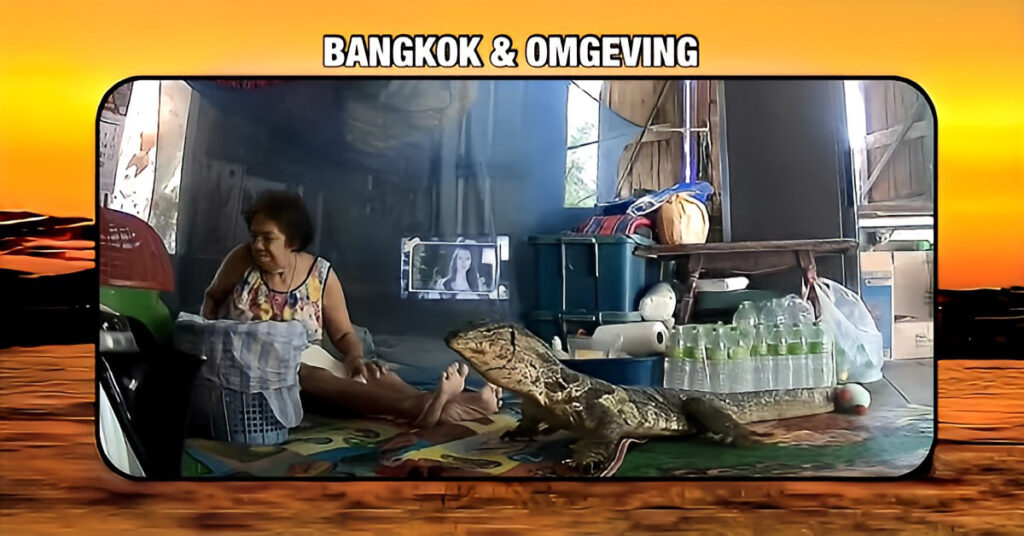 🎥|Enorme monitorhagedis dringt huis in Thailand binnen, de vrouw des huizes schrikt zich wezenloos