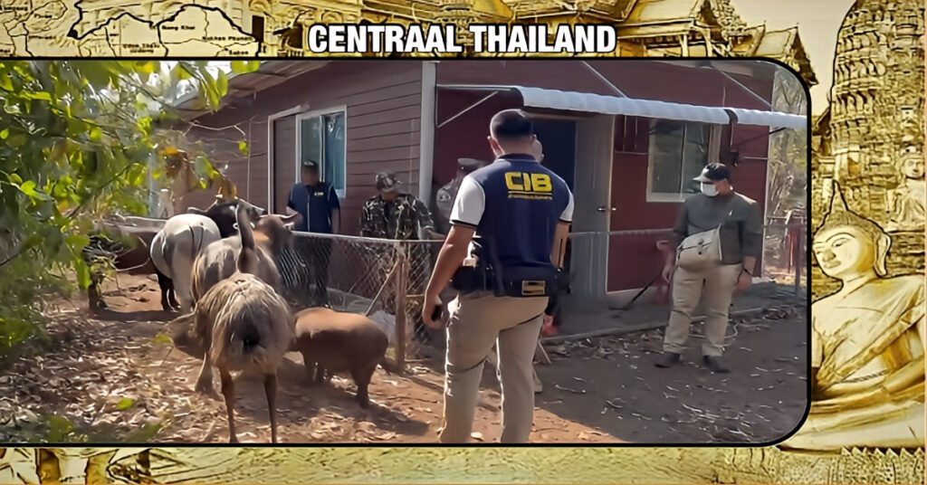 Spaanse expat in Thailand gearresteerd voor het houden van exotische en beschermde wilde dieren