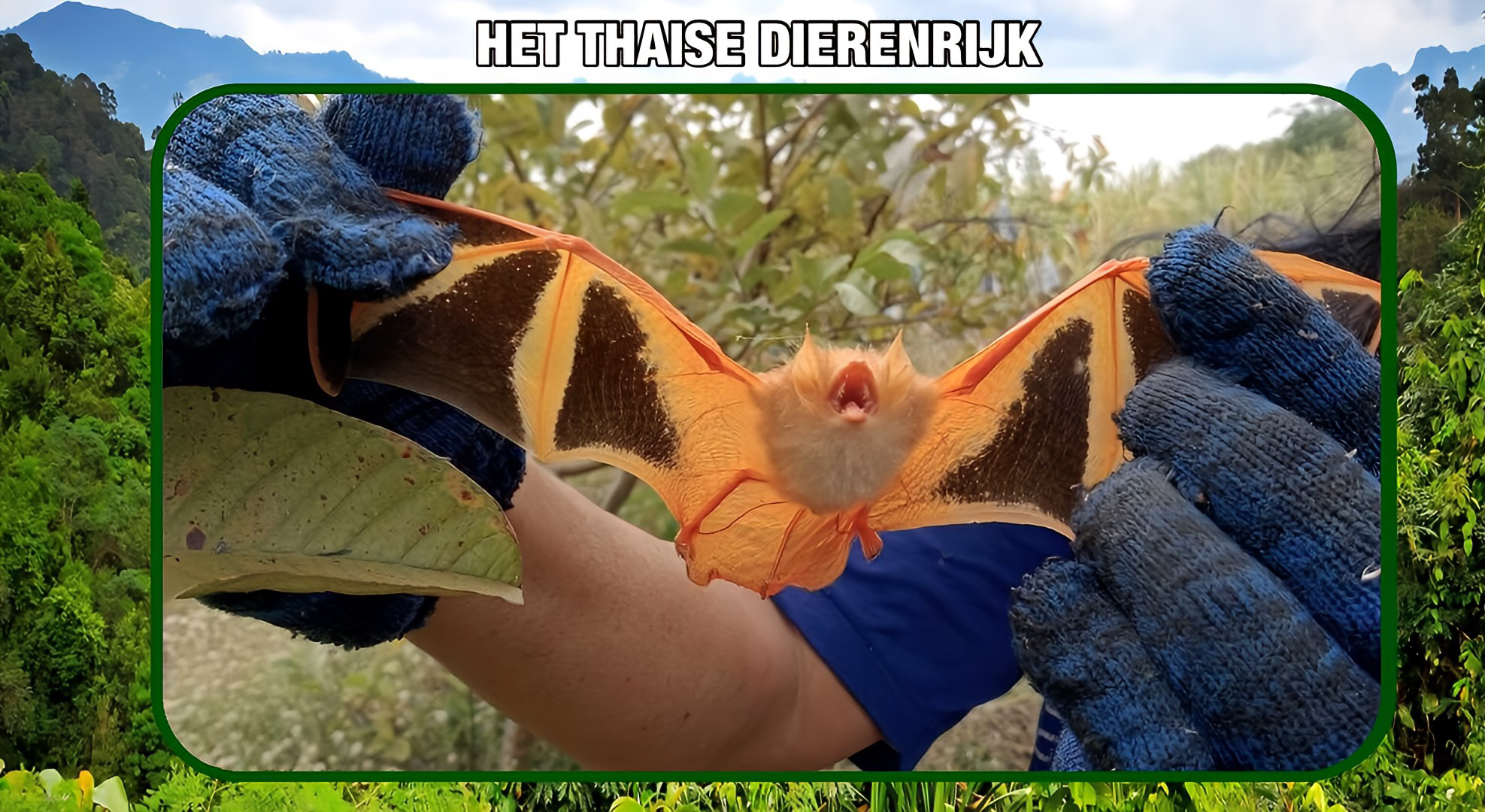 Zeldzame oranje bananenvleermuis in Thailand ontdekt, een mirakel van de natuur!