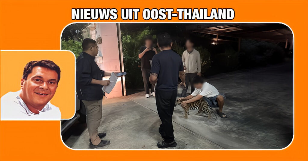 Chinese man in Oost-Thailand gearresteerd voor het houden van leeuwen en tijgers