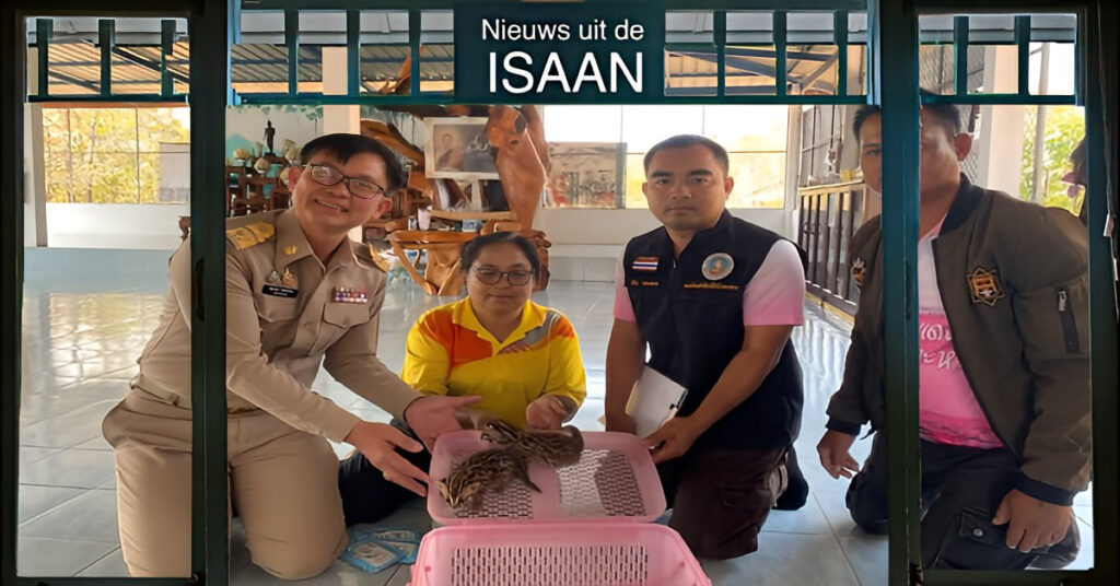 Twee luipaardwelpjes ontdekt in suikerrietveld in Noordoost-Thailand en opgevangen in een natuurreservaat