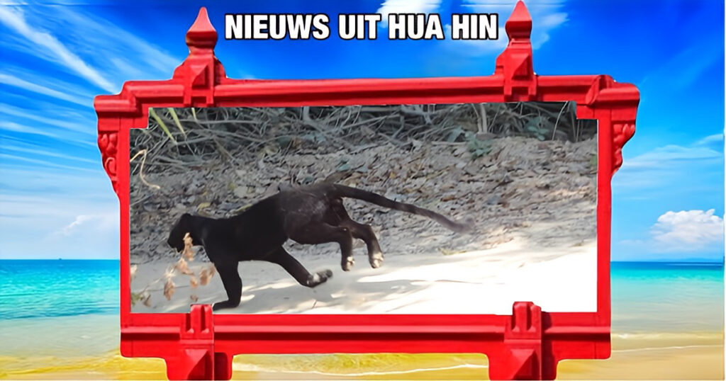 Toeristen in het Kaeng Krachan Nationaal Park in Centraal-Thailand zagen onlangs een zeldzame zwarte panter rennen!