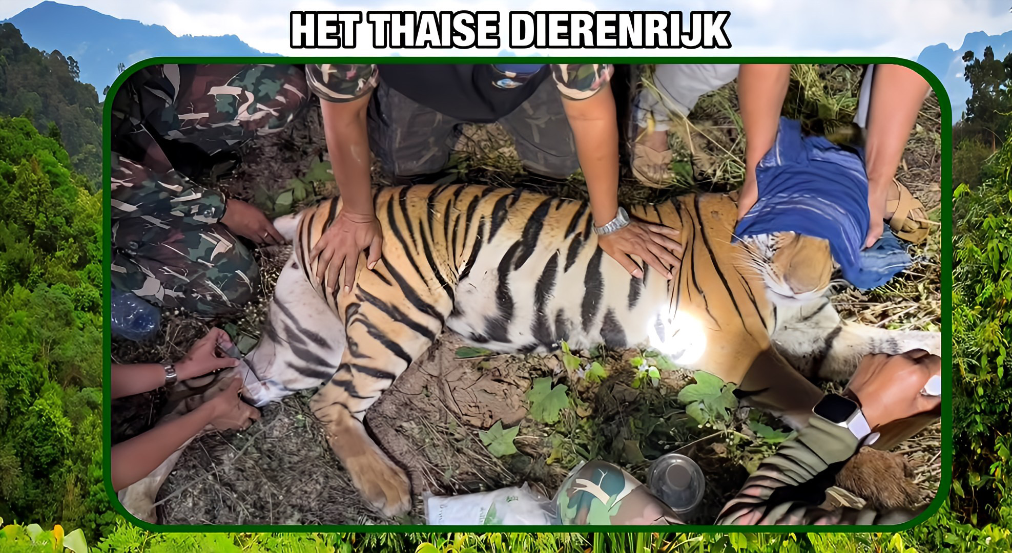 Tijdens een medische behandeling in Thailand is de tijgerin “Phu Toei” als gevolg van verwondingen door een strik, helaas overleden.