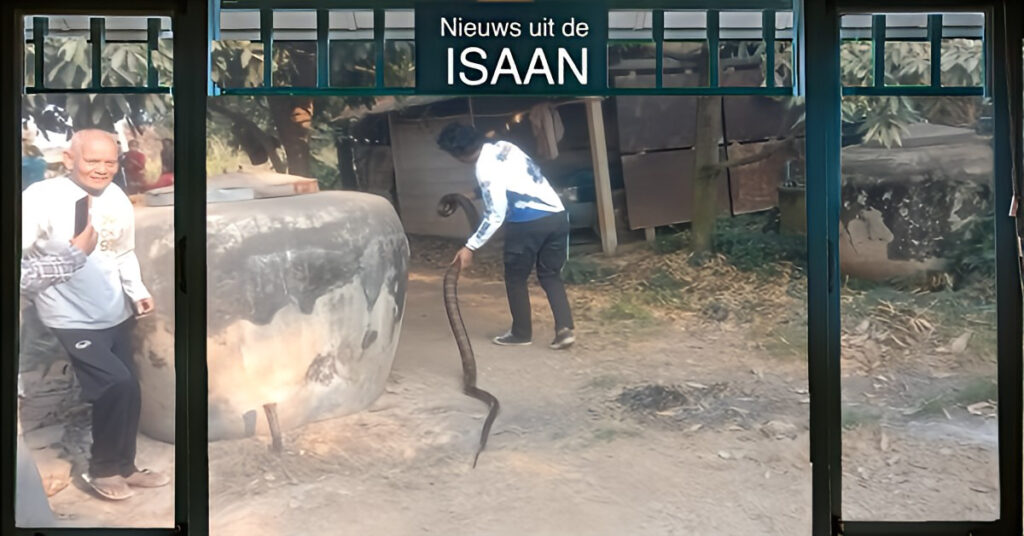 Man in Noordoost-Thailand ziet een koningscobra in zijn badkamer liggen, met angst om het hart belt hij het slangenvangteam.